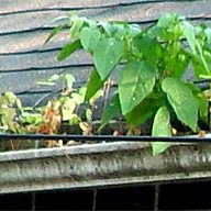 If-your-gutters-look-like-this-its-definitely-time-to-call- 0